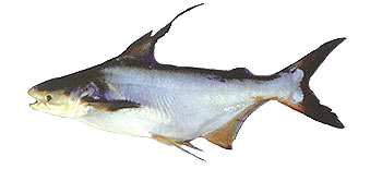Giant Catfish (Pangasius sanitwongsei).