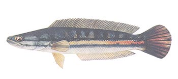 Giant Snakehead (Channa micropeltes).