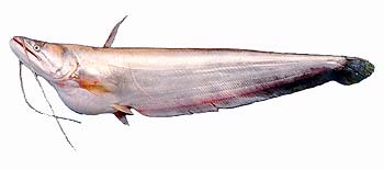 Great White Sheatfish (Wallago attu).