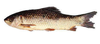 Rohu (Labeo rohita).