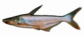 Striped Catfish (Pangasius hypophthalmus).