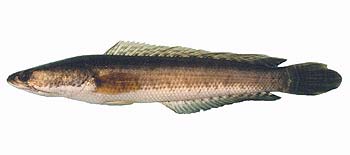 Striped Snakehead (Channa striata).