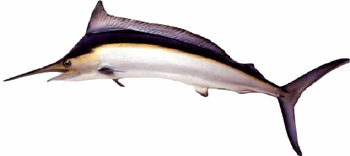 Black Marlin (Makaira indica).