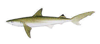 Blackspot Shark (Carcharhinus sealei).