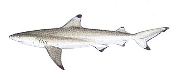 Blacktip Reef Shark (Carcharhinus melanopterus).