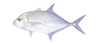 Bluefin Trevally (Caranx melampygus).
