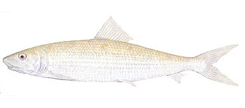 Bonefish (Albula neoguinaica).