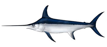 Broadbill Swordfish (Xiphias gladius).