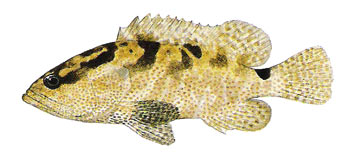 Camouflage Grouper (Epinephelus polyphekadion).