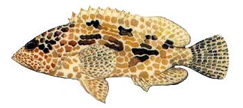 Honeycomb Grouper (Epinephelus merra).