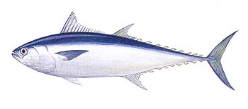 Longtail Tuna (Thunnus tonggol).