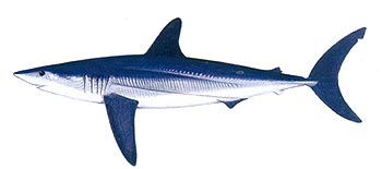 Mako Shark (Isurus oxyrinchus).