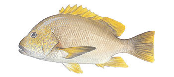Maori Seaperch (Lutjanus rivulatus).