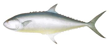 Queenfish (Scomberoides commersonnianus).