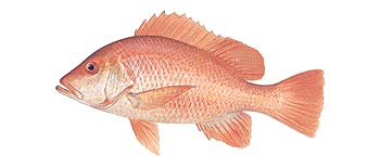 Red Snapper (Lutjanus malabaricus).