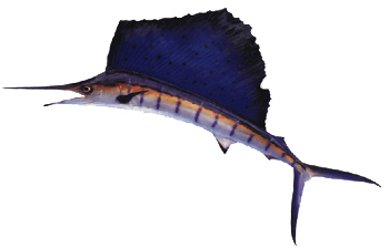Sailfish (Istiophorus platypterus).
