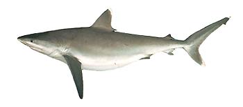 Silvertip Shark (Carcharhinus albimarginatus).