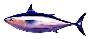 Skipjack Tuna (Katsuwonus pelamis).