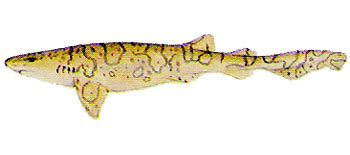 Reticulated Swellshark (Cephaloscyllium fasciatum).