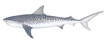 Tiger Shark (Galeocerdo cuvier).