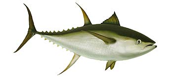 Yellowfin Tuna (Thunnus albacares).