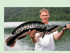 Indonesisk Slangehovedfisk - Ferskvands fiskeri i Thailand.