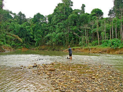 Giant+mekong+catfish+thailand