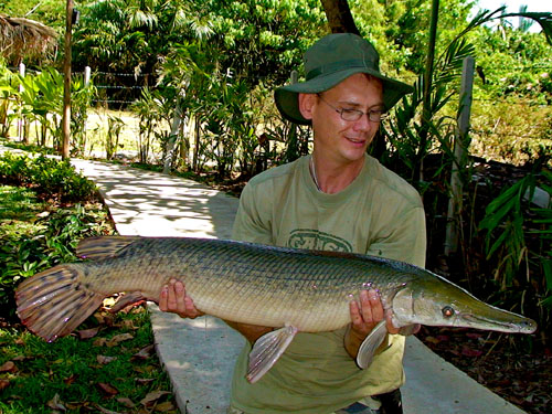 Alligator Gar from Sawai Lake Phuket.
