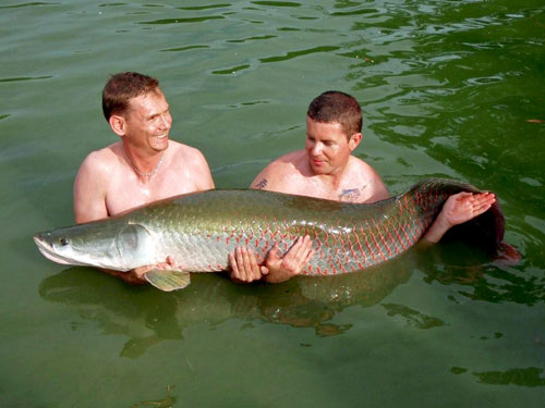 Arapaima from Sawai Lake in Phuket.