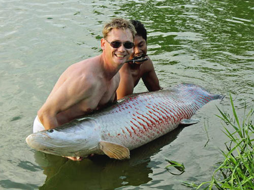 Arapaima from Sawai Lake in Phuket.
