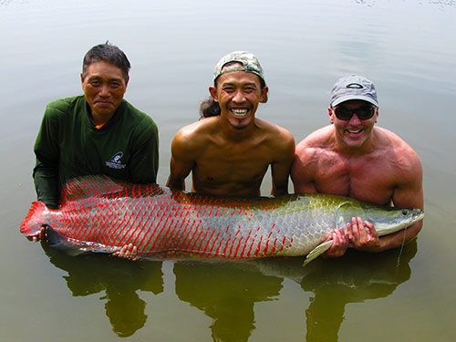 Arapaima from Greenfields.