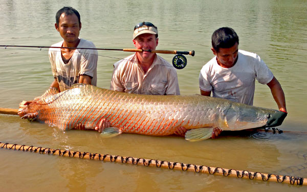 Arapaima on fly from Bangkok Predator Fishing.
