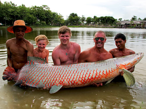 Arapaima from Exotic Fishing Thailand.