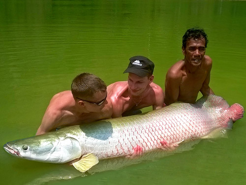 Arapaima at Exotic Fishing Thailand.