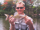 Asian River Catfish from Bangkok.