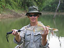 Asian River Catfish from Cheow Lan.