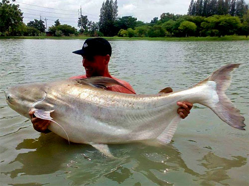 Cheow Phraya Catfish at IT Monster Lake.