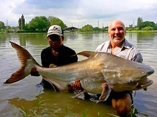 Massive Cheow Phraya Catfish from IT Monster Lake.