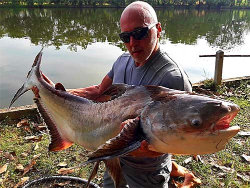 Massive Cheow Phraya Catfish from Taipar Lake.