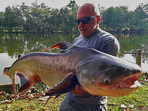 Cheow Phraya Catfish from Taipar Lake.