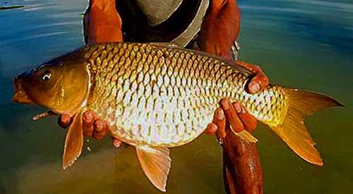 Common Carp from Chalong Fishing Park.