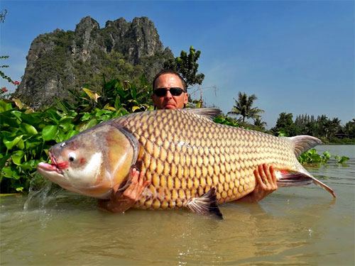 Giant Siamese Carp