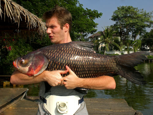 Giant Siamese Carp from Bangkok.