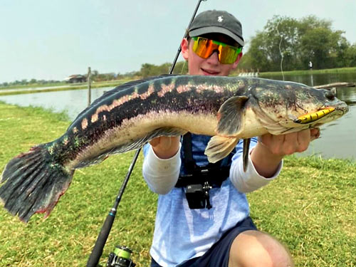 A large Giant Snakehead on Lure.