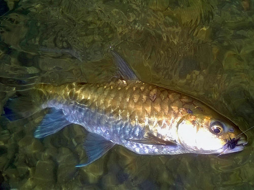 Mahseer about to be landed.