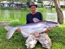 Giant Mekong Catfish.