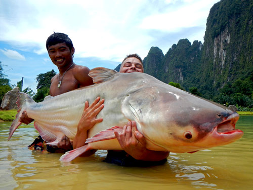 Large Mekong Catfish.