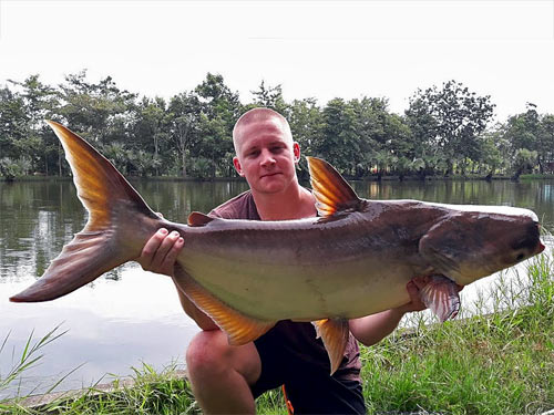 Giant Mekong Catfish at Taipar Lake.