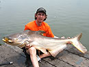A nice Giant Mekong Catfish in Bangkok.