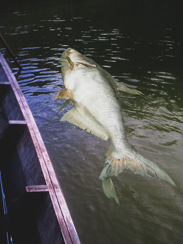 Dead Giant Mekong Catfish at Cheow Lan Lake.